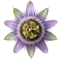 Passion Flower Extract