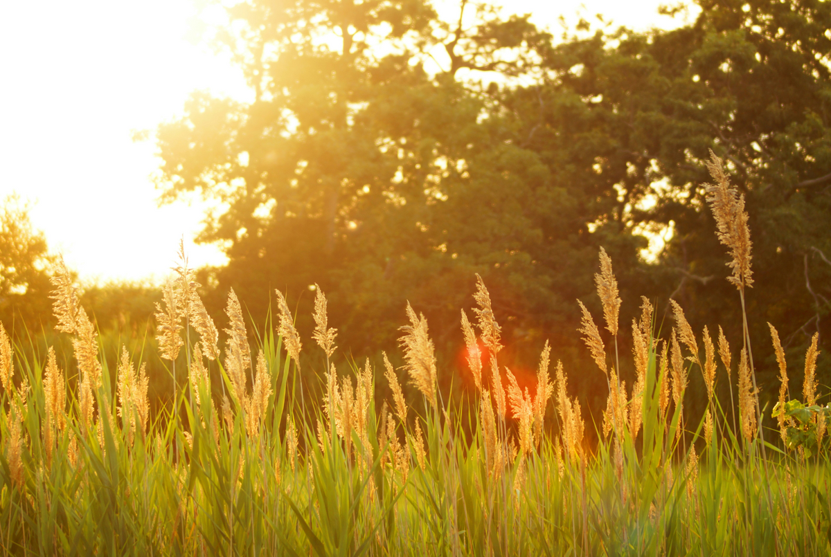 Picture of a field of flowers at sunset