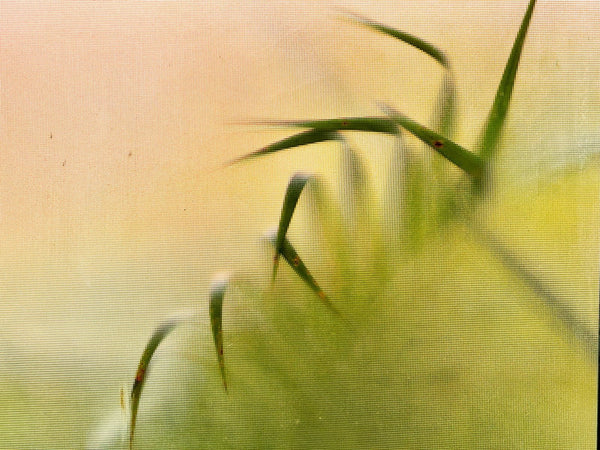 Plant sterols in warm natural light